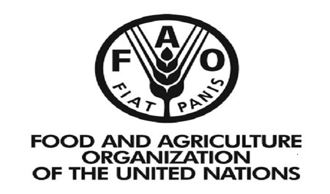 Peste suína: FAO eleva para 4,166 milhões número de animais eliminados