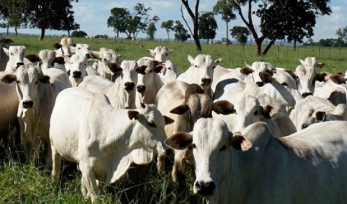 IBGE: rebanho bovino diminui