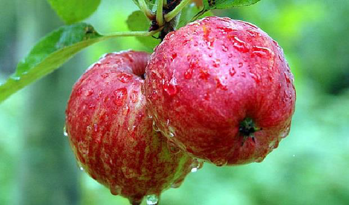 Entidade da Alemanha luta para proibir uso do termo “couro de maçã”