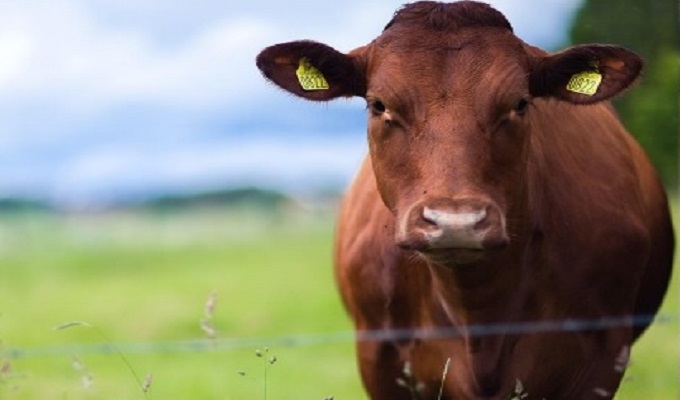 Cenário global para carne bovina é forte, mas com ameaças